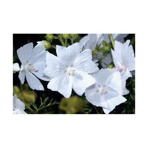 Perlier Bagnoschiuma Muschio Bianco D'Oriente 500 Ml